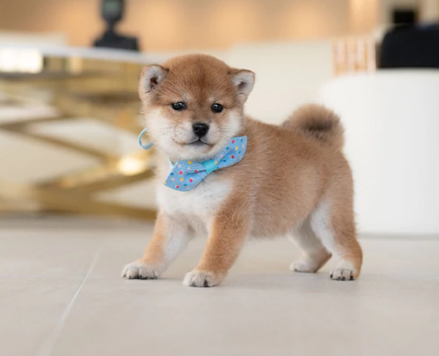 Amazingly Looking Shiba inu puppies Image eClassifieds4u