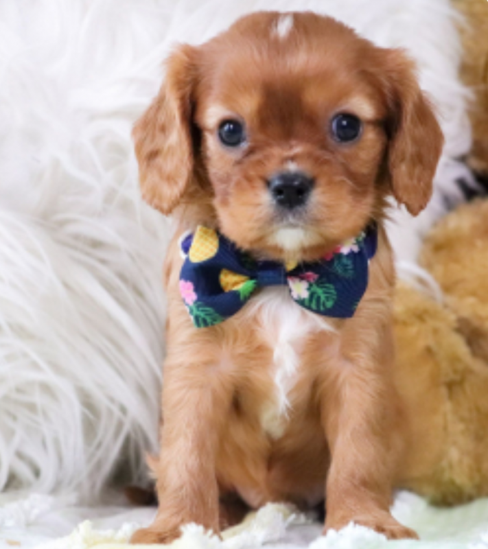 Cavalier king charles spaniels puppies Image eClassifieds4u