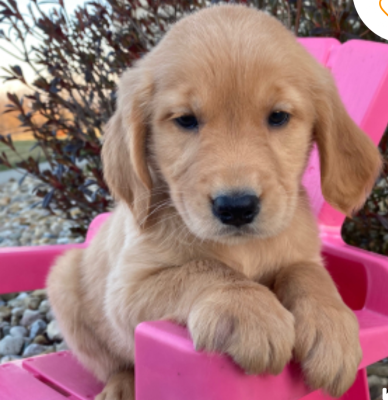 Gorgeous Golden retriever puppies available Image eClassifieds4u