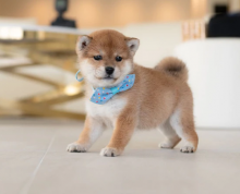 Amazingly Looking Shiba inu puppies Image eClassifieds4u 3