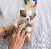 Pembroke Welsh Corgi Puppies Image eClassifieds4u 3