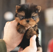 Stunning miniature Yorkshire Terriers puppies Image eClassifieds4u 3
