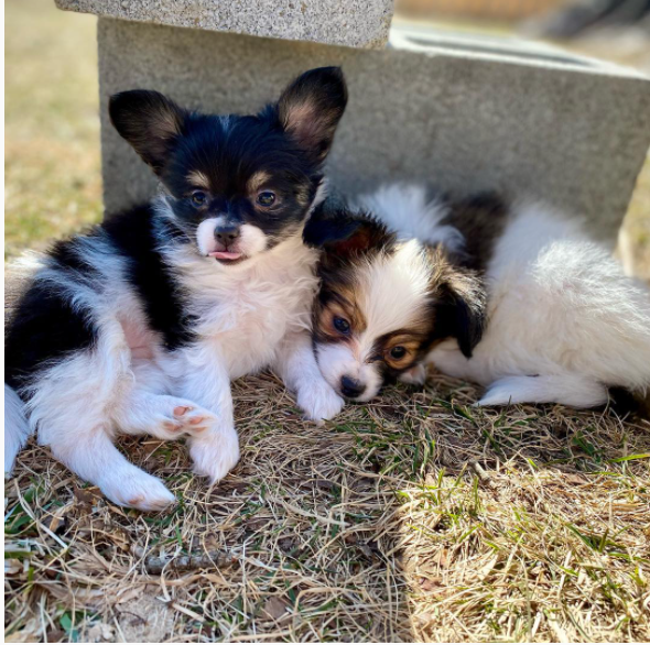 Male and Female Papillon puppies available Image eClassifieds4u