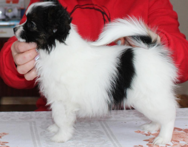 Male and Female Papillon puppies available Image eClassifieds4u