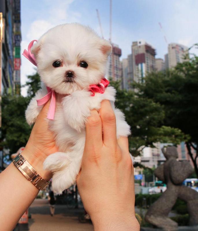 Maltese puppies available Image eClassifieds4u