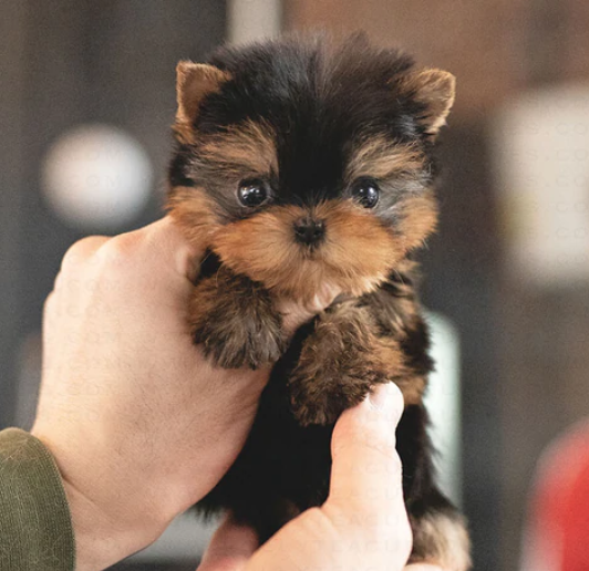 Playful Yorkie pups available now Image eClassifieds4u