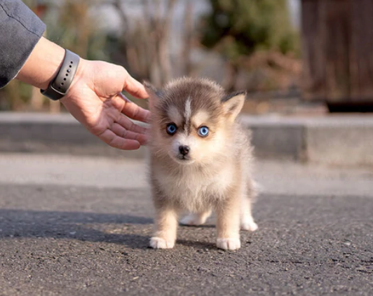 Pomsky puppies available Image eClassifieds4u