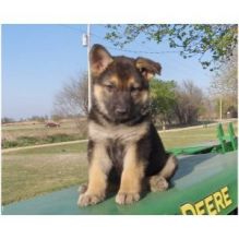 Adorable German shepherd Puppies For Free Adoption