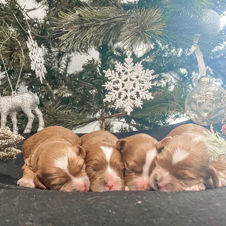 er spaniel for adoption ( scott85graham@gmail.com ) Image eClassifieds4u