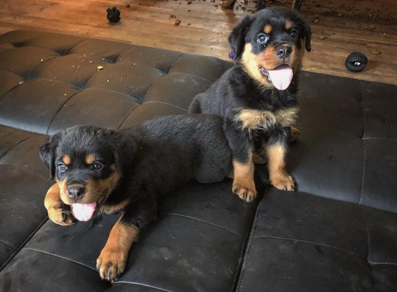 🟥🍁🟥 ADORABLE CANADIAN 💗🍀ROTTWEILER🐕🐕PUPPIES 🟥🍁🟥 Image eClassifieds4u