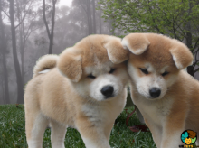 π₯ππ₯ ADORABLE CANADIAN ππAKITA INUππPUPPIES π₯ππ₯ Image eClassifieds4U