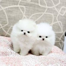 🟥🍁🟥 ADORABLE CANADIAN 💗🍀POMERANIAN🐕🐕PUPPIES 🟥🍁🟥 Image eClassifieds4U