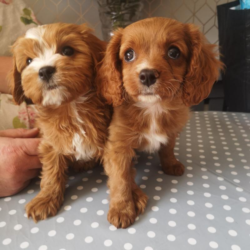 🟥🍁🟥 ADORABLE CANADIAN 💗🍀CAVAPOO🐕🐕PUPPIES 🟥🍁🟥 Image eClassifieds4u