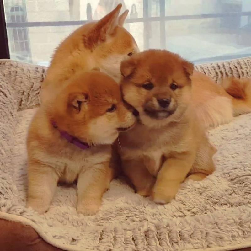 🟥🍁🟥 ADORABLE CANADIAN 💗🍀SHIBA INU🐕🐕PUPPIES 🟥🍁🟥 Image eClassifieds4u