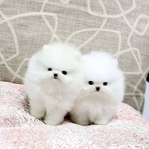 🟥🍁🟥 ADORABLE CANADIAN 💗🍀POMERANIAN🐕🐕PUPPIES 🟥🍁🟥 Image eClassifieds4u