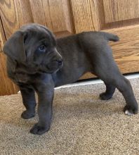 Affectionate cane corso puppies