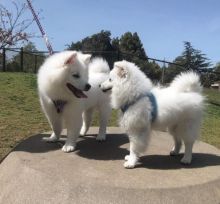 Beautiful American eskimo Puppies puppies for adoption (felixlogan57@gmail.com)