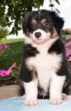 C.K.C MALE AND FEMALE AUSTRALIAN SHEPHERD PUPPIES AVAILABLE