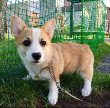 Corgi puppies for adoption.(donawayne101@gmail.com)