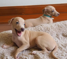 Italian greyhound puppies available