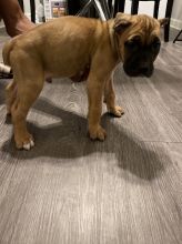 male and female cane corso puppies available