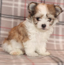 Morkie puppies available for sale