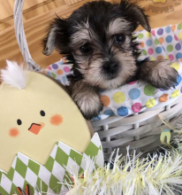 Morkie puppies available for sale