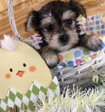 Morkie puppies available near me