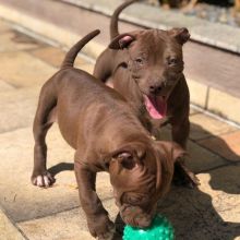 PITBULL PUPPIES FOR ADOPTION . (jessicawillz101@gmail.com)