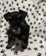 Schnauzer puppies available now