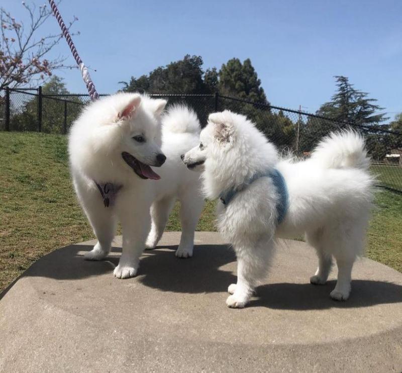 Beautiful American eskimo Puppies puppies for adoption (felixlogan57@gmail.com) Image eClassifieds4u