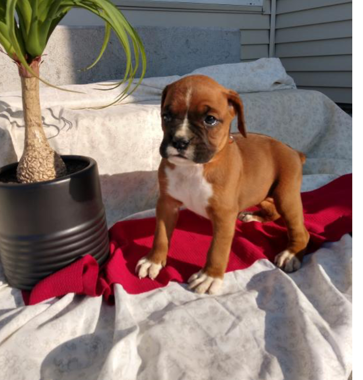 Boxer puppies ready to go Image eClassifieds4u