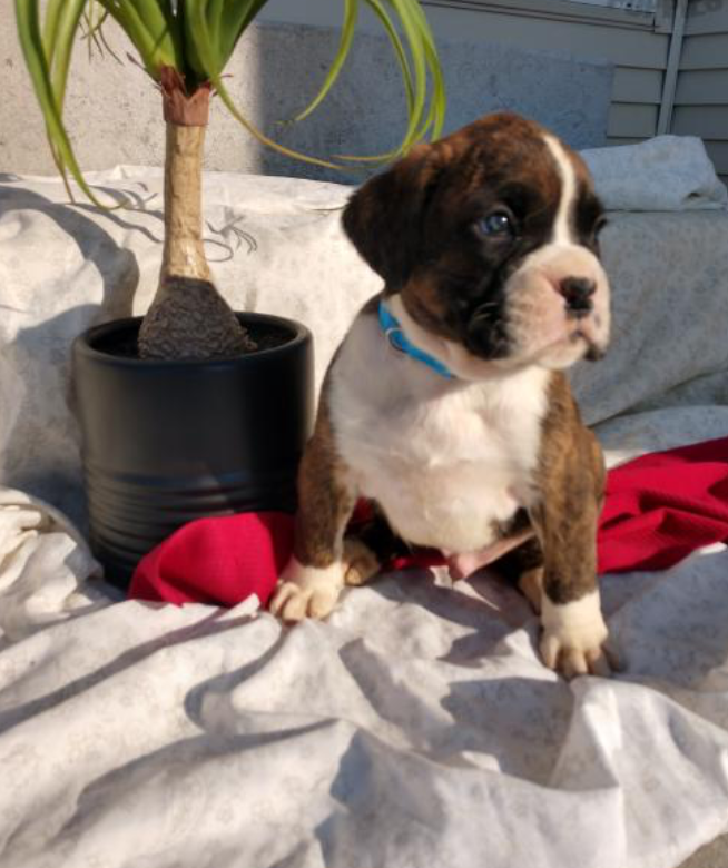 Boxer puppies ready to go Image eClassifieds4u