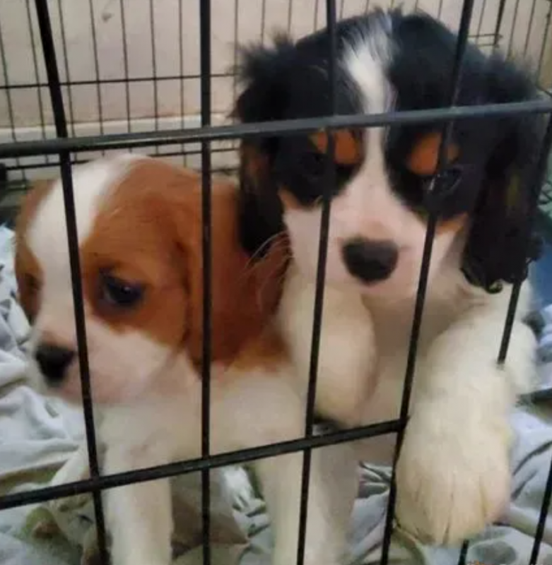 Cavalier King charles spaniel puppies available Image eClassifieds4u