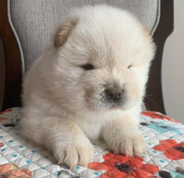 Chow chow puppies near me Image eClassifieds4u