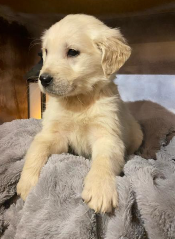 Golden retriever puppies in Calgary Image eClassifieds4u