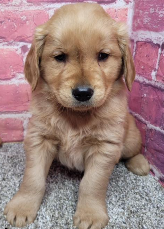 Golden retriever puppies in Calgary Image eClassifieds4u