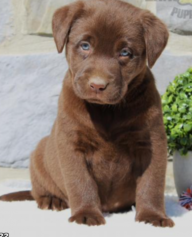 Labrador puppies available for sale Image eClassifieds4u