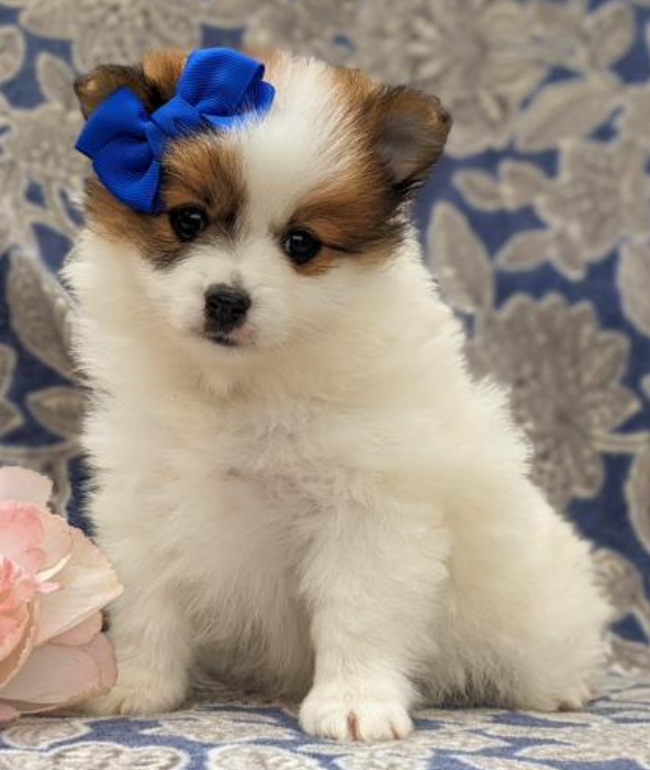 Lovely Pomeranian puppies available Image eClassifieds4u