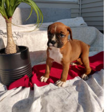 Boxer puppies ready to go Image eClassifieds4u 4