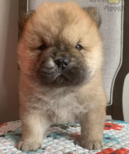 Chow chow puppies near me Image eClassifieds4u 2