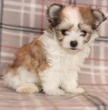 Cute Morkie puppies available Image eClassifieds4u 3