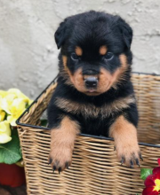 Cute Rottweiler puppies near me Image eClassifieds4u 4