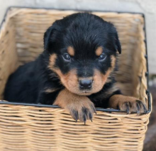 Cute Rottweiler puppies near me Image eClassifieds4u 3