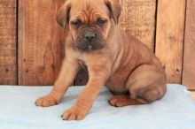 extremely fun and adorable cane corso puppies Image eClassifieds4u 2