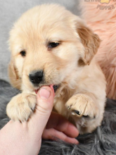 Golden retriever puppies in Calgary Image eClassifieds4u 3