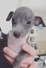 Italian Greyhound puppies available Image eClassifieds4u 3