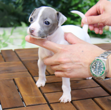 Italian greyhound puppies available Image eClassifieds4u 4
