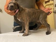 male and female cane corso puppies available Image eClassifieds4u 2