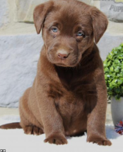 Male and female Labrador Retriever puppies available in Edmonton Image eClassifieds4u 2